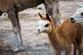 Alpaca Eating Grass in the Farm