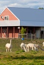 Alpaca farm.