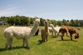 Alpaca Farm