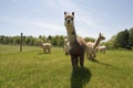 Alpaca Farm