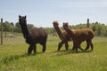 Alpaca Farm