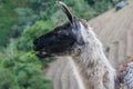 Alpaca in a farming terrace on the Inca Trail to Machu Picchu. Peru. No people. Royalty Free Stock Photo