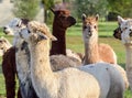 Alpaca Female Fawn Colored With Herd