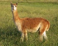 Alpaca in the field