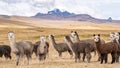 Alpaca in Peru Highlands Andes Mountains