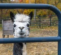 Alpaca, front view