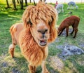 An alpaca with a funny haircut, a relative of the llama looking to camera Royalty Free Stock Photo