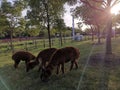 Alpaca grass mud horse eat grassÃ¯Â¼Åenjoy sunshine