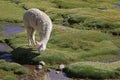 Alpaca grazing in a bog on chilean Andes