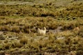 Alpaca grazing in the Field of Reserva Nacional National Reserve Salinas y Aguada Blanca, Arequipa region, Peru