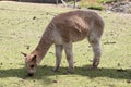 the alpaca is grazing on grass