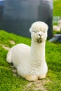 Alpaca on green field