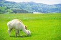 Alpaca on green field