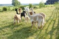 Alpaca group standing in field