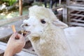 Alpaca, hands are feeding alpaca, white alpaca in farm, alpaca is animal smile and teeth funny