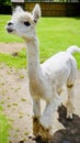 Alpaca that has just been shaved