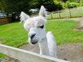 Alpaca that has just been shaved in a wooden railing.