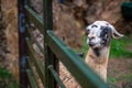 Alpaca head in Cabarceno Natural Park, Cantabria, Spain Royalty Free Stock Photo