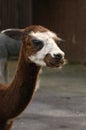 Alpaca head portrait. Royalty Free Stock Photo