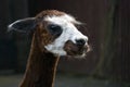 Alpaca head portrait. Royalty Free Stock Photo