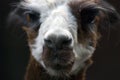 Alpaca head portrait. Royalty Free Stock Photo