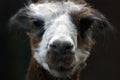 Alpaca head portrait. Royalty Free Stock Photo