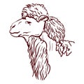 Alpaca head in profile. vector sketch on white background