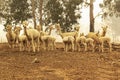 Alpaca herd on australian farm