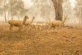 Alpaca herd on australian farm. Drought in Australia