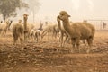 Alpaca herd on australian farm. Drought in Australia