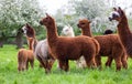 Alpaca herd on a spring meadow