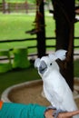 A funny white parrot in Alpaca Hill