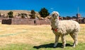 Alpaca at Inca Uyo Fertility Temple in Chucuito, Peru Royalty Free Stock Photo