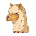 An Alpaca, isolated vector illustration. Funny cartoon picture of a calm soft llama