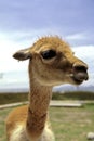 Alpaca- Lake Titicaca, Bolivia Royalty Free Stock Photo