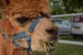 Alpaca lama animals shoot grass eating food