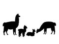 Alpaca Lama family. Silhouettes of animals