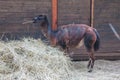 Alpaca, lama farm in Raksi zoo. Alpaca and lamas in spring. Travel photo 2019