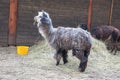 Alpaca, lama farm in Raksi zoo. Alpaca and lamas in spring. Travel photo 2019