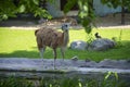 Alpaca Lama guanicoe in the Zoo