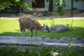 Alpaca Lama guanicoe in the Zoo