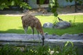 Alpaca Lama guanicoe in the Zoo