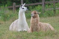 Alpaca lama lying down in field meadow farm agriculture livestock mammal