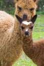 Alpaca (Lama pacos) cria Royalty Free Stock Photo