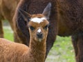 Alpaca (Lama pacos) cria Royalty Free Stock Photo