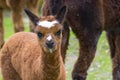 Alpaca (Lama pacos) cria Royalty Free Stock Photo