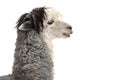 The alpaca (Lama pacos) species of South American camelid mammal isolated