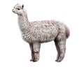 Alpaca, Lama pacos, Vicugna pacos