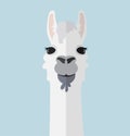 Alpaca lama portrait flat vector