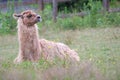 Alpaca lama resting in grass field lying down meadow mammal farming wool